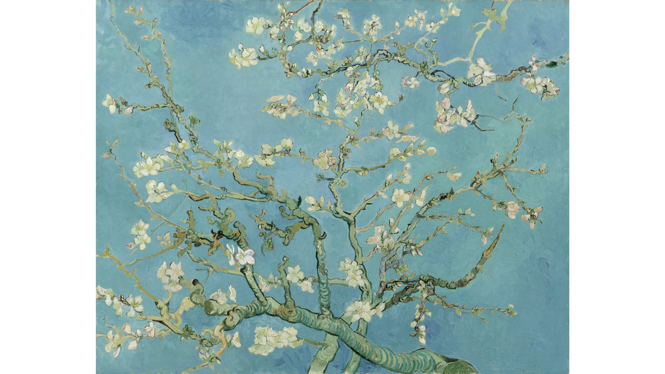 painting of a almond tree blossoming, the flowers are white and the background is light blue.