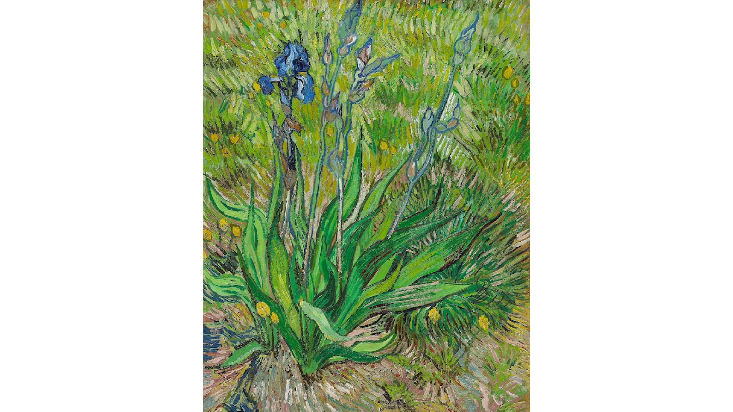 paintings of a blue iris plant.
